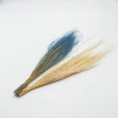 Feather Grass