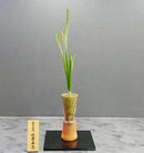 SU-2 Daffodil Vase