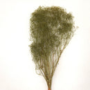 【Preserved flower】 mini baby's breath