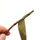 Stem Tape